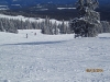 Big white
