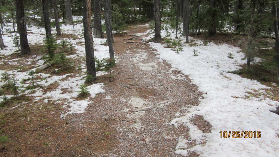 Typical trail up to Jumping Pound