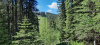 6-Cut-line-next-to-fence-up-to-Seventy-Buck-ridge-Copy