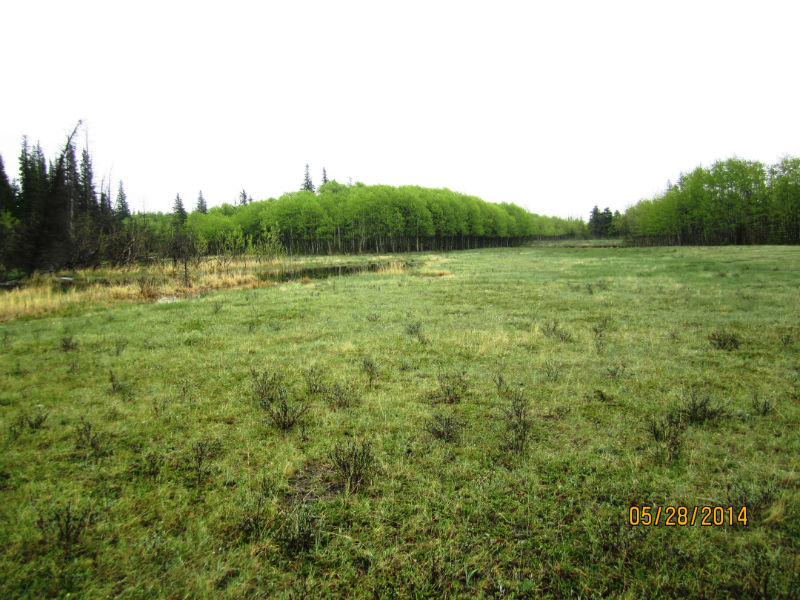 Open pasture in Yamnuska Nat Area